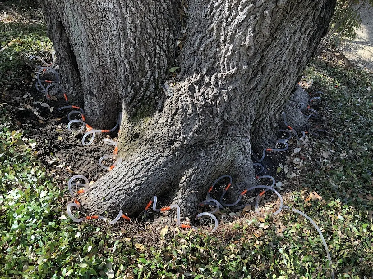 Detailed Tree Cabling and Bracing job site in Vardaman