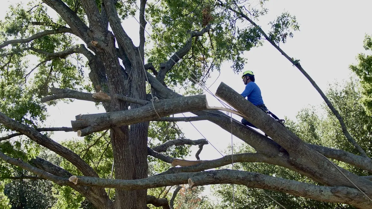 Professional Crown Thinning performed by certified arborists in Vardaman