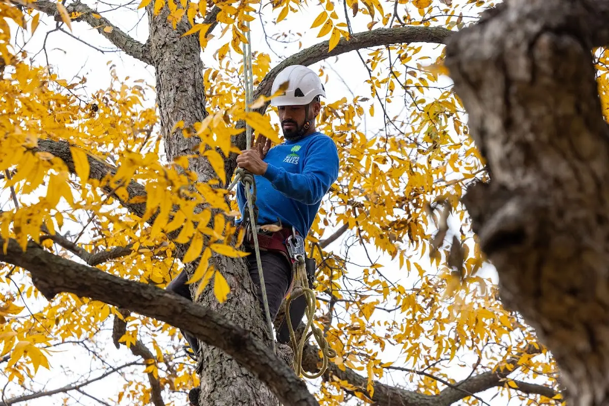 Skilled Storm Damage Cleanup crew working in Vardaman